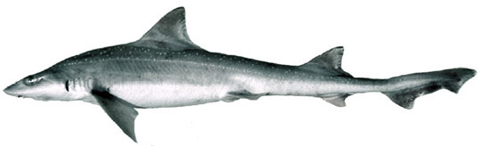 Mustelus asterias_03.jpg